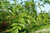 Täuschende Stachelesche Zanthoxylum simulans Pflanze 70-80cm Szechuanpfeffer