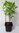 Zimterle Clethra alnifolia 'Hummingbird' Pflanze 25-30cm Silberkerzenstrauch