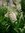Zimterle Clethra alnifolia 'Hummingbird' Pflanze 55-60cm Silberkerzenstrauch
