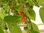 Papiermaulbeere Broussonetia papyrifera Pflanze 15-20cm Maulbeerbaum Rarität