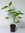 Papiermaulbeere Broussonetia papyrifera Pflanze 25-30cm Maulbeerbaum Rarität
