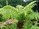 Tasmanischer Baumfarn Dicksonia antarctica Pflanze 5-10cm Taschenfarn Rarität