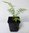 Tasmanischer Baumfarn Dicksonia antarctica Pflanze 5-10cm Taschenfarn Rarität
