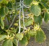 Virginische Zaubernuss Hamamelis virginiana Pflanze 25-30cm Zauberstrauch