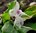 Gewürzlilie Kaempferia galanga Pflanze 5-10cm Ingwer Galangal Sandingwer