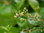 Hennastrauch Lawsonia inermis Pflanze 5-10cm Henna Lawsonia alba Rarität