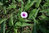 Wasserspinat Ipomoea aquatica Pflanze 5-10cm Morning Glory Spinat Rau-Muong