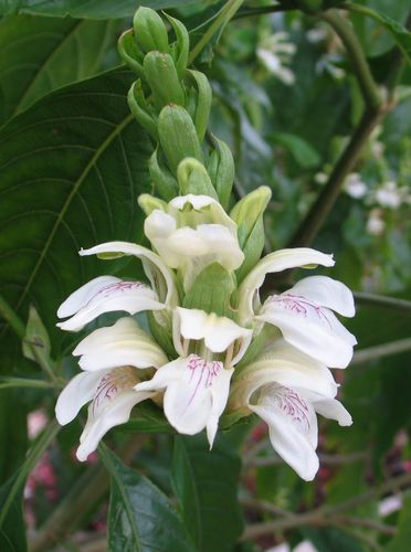 Indisches Lungenkraut Justicia adhatoda Pflanze 5-10cm Vasica Rarität