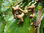 Japanischer Rosinenbaum Hovenia dulcis Pflanze 25-30cm Japanisches Mahagoni