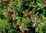 Echte Bärentraube Arctostaphylos uva-ursi Pflanze 5-10cm immergrüne Bärentraube