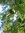 Urweltmammutbaum Metasequoia glyptostroboides Pflanze 70-80cm Mammutbaum Rarität