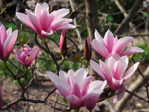 Tulpen-Magnolie Magnolia x soulangiana 'Heaven Scent' Pflanze 25-30cm Rarität
