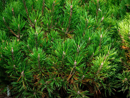 Kugel-Kiefer Pinus mugo 'Mops' Pflanze 5-10cm veredelt Zwerg-Kiefer Bergkiefer