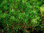 Kugel-Kiefer Pinus mugo 'Mops' Pflanze 5-10cm veredelt Zwerg-Kiefer Bergkiefer