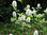 Großer Federbuschstrauch Fothergilla major Pflanze 35-40cm Bergfederbuschstrauch