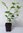 Großer Federbuschstrauch Fothergilla major Pflanze 35-40cm Bergfederbuschstrauch