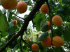 Aprikose Prunus armeniaca Pflanze 55-60cm Marille Malete Barille Aprikosenbaum