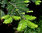 Große Küstentanne Abies grandis Pflanze 25-30cm Küsten-Tanne Riesen-Tanne Tanne