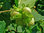 Gemeine Hasel Corylus avellana Pflanze 45-50cm Haselnuss Haselnussstrauch