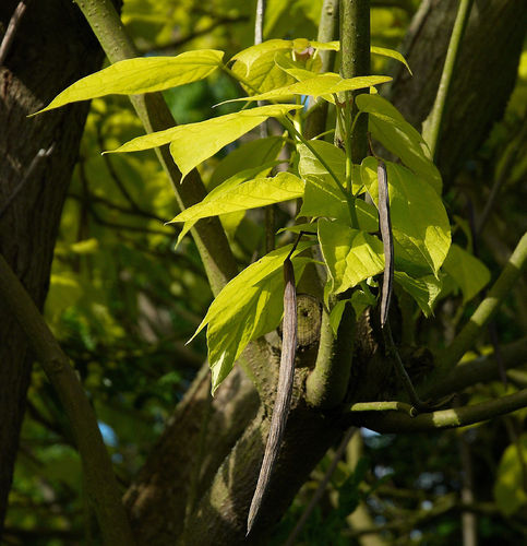 Gold-Trompetenbaum Catalpa bignonioides 'Aurea' Pflanze 25-30cm Beamtenbaum
