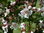 Blut-Trompetenbaum Catalpa erubescens 'Purpurea' Pflanze 35-40cm Beamtenbaum