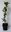 Europäische Stechpalme Ilex aquifolium Pflanze 25-30cm Wald-Stechpalme Hülse