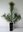 Banks-Kiefer Pinus banksiana Pflanze 25-30cm Jack Pine Hudson Bay Pine Kiefer