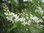 Frühe Traubenkirsche Prunus padus Pflanze 15-20cm Ahlkirsche Sumpfkirsche