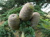 Himalaya-Zeder Cedrus deodara Pflanze 35-40cm Himalayazeder Zeder Rarität