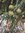 Sicheltanne Cryptomeria japonica Pflanze 25-30cm Sugi Japanische Zeder Zypresse