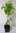 Japanische Kornelkirsche Cornus officinalis Pflanze 45-50cm Hartriegel Kornel