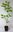 Perückenstrauch Cotinus coggygria Pflanze 15-20cm Perückenbaum Fisettholz Sumach