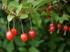 Essbare Ölweide Elaeagnus multiflora Pflanze 5-10cm rote Sommer-Ölweide Rarität