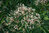Bienenbaum Euodia hupehensis Pflanze 45-50cm Tetradium daniellii Honigesche