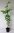 Persischer Eisenholzbaum Parrotia persica 'Select' Pflanze 25-30cm Eisenbaum