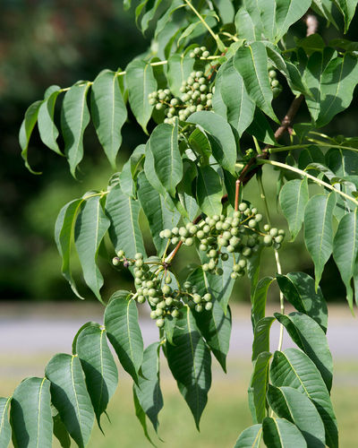 Amur-Korkbaum Phellodendron amurense Pflanze 25-30cm echter Korkbaum Rarität