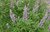 Mönchspfeffer Vitex agnus-castus Pflanze 15-20cm Liebfrauenbettstroh Rarität