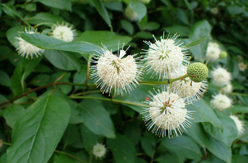 Knopfbusch Cephalanthus occidentalis Pflanze 25-30cm Knopfblume Knopfstrauch