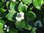 Kanadischer Hartriegel Cornus canadensis Pflanze 15-20cm Teppich-Hartriegel