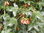 Französischer Ahorn Acer monspessulanum Pflanze 45-50cm Felsen-Ahorn Maßholder