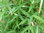 Aufrechter Gartenbambus Jumbo Fargesia murieliae Jumbo Pflanze 45-50cm Bambus
