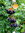 Schwarze Apfelbeere Aronia melanocarpa 'Hugin' Pflanze 35-40cm Kahle Apfelbeere