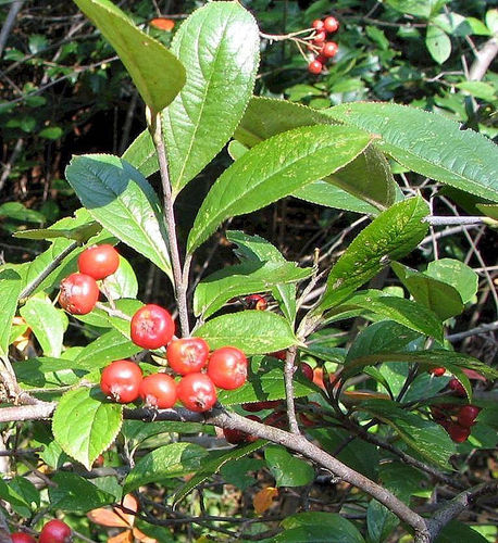 Filzige Apfelbeere Aronia arbutifolia 'Brilliant' Pflanze 35-40cm Rarität