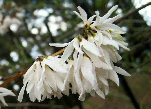 Schneeforsythie Abeliophyllum distichum Pflanze 25-30cm Weisse Forsythie Rarität