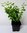 Schneebeere Symphoricarpos doorenbosii 'White Hedge' Pflanze 25-30cm Rarität