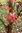 Zimt-Ahorn Acer griseum Pflanze 5-10cm Zimtahorn Ahorn Rarität