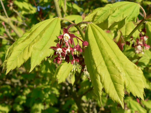 Weinblatt-Ahorn Acer circinatum Pflanze 15-20cm Scharlach-Ahorn Ahorn Rarität