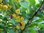 Gewöhnliche Berberitze Berberis vulgaris Pflanze 5-10cm Sauerdorn Essigbeere