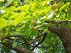 Ginkgobaum Ginkgo biloba Pflanze 5-10cm Baum des Jahrtausends Fächerblattbaum