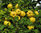 Quitte Cydonia oblonga Pflanze 25-30cm Quittenbaum echte Quitte Obstbaum Rarität